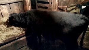 Бельмо на глазу, как вылечить? Привесы за 2 месяца.