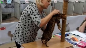 Бенгальский Котенок на Выставке Кошек - Маленький ЛЕОПАРД | Породы КОШЕК
