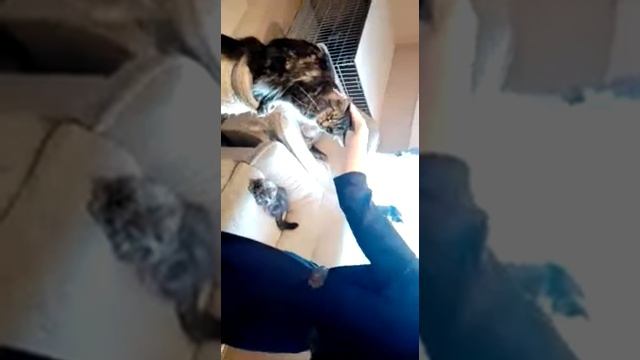 Очень много мейн кунов смотреть онлайн