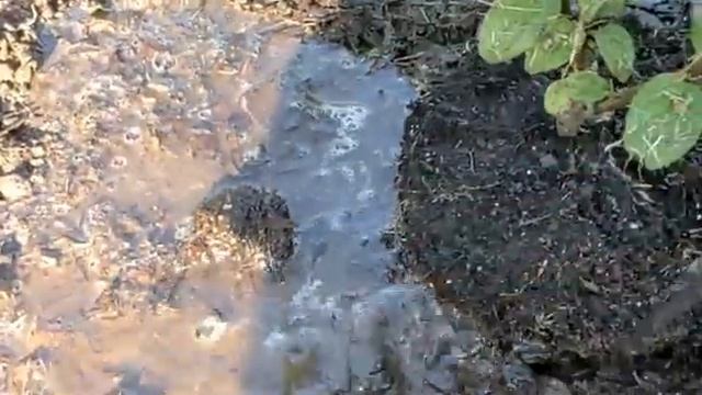 Посадка метельчатой гортензии 4 августа. ГЕРКУЛЕС И ДИАМАНТИНО сажаю в СУПЕР заправленную яму! смотреть онлайн