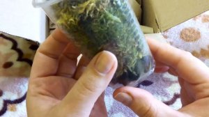 Посылка с орхидеями от Натальи Королёвой Распаковка