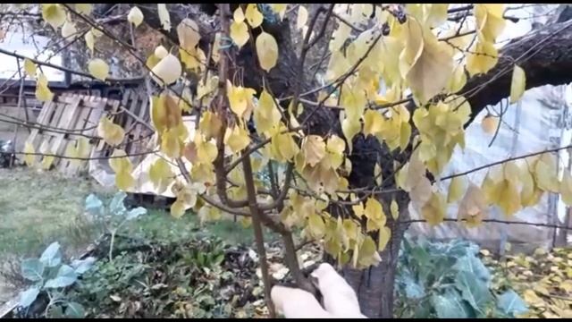 Обрезка абрикоса-подготовка к зиме смотреть онлайн