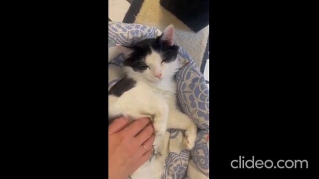 ЭТИХ КОТЕЕК НЕЛЬЗЯ РАЗЛУЧАТЬ! МАМА С СЫНОМ ИЩУТ ДОМ
