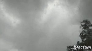 Молния ударила в дерево