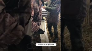 Взвешивание кроссового ягнёнка от ташлинского барана