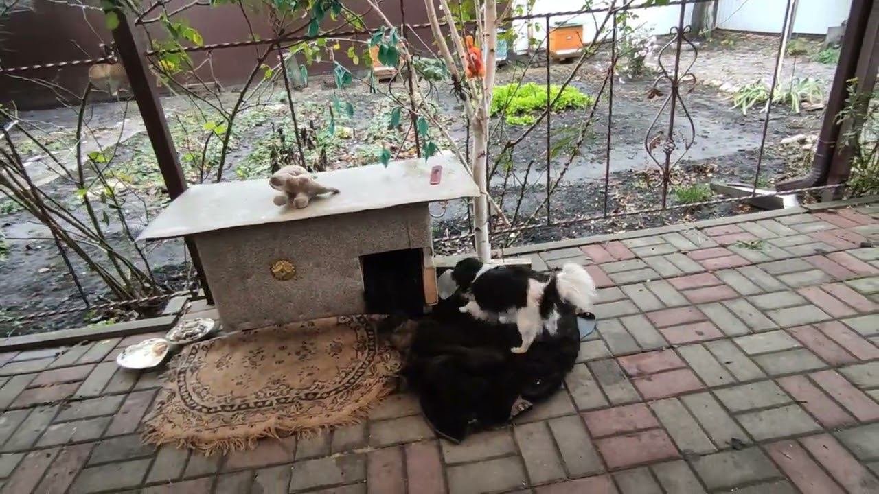 ЛЮБАНЯ ВОЗМУЩАЕТСЯ .