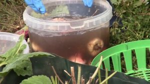 Уборка и хранение гладиолусов