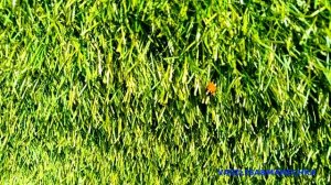 Улети на небо, там твои детки...Удивительные жуки - божьи коровки! Знакомство с жуками!