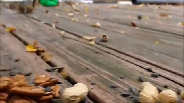 Как едят хомяки.  Хомяки приколы. Хомяки едят
