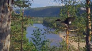 Дикие животные Севера- Возрождение