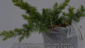 Можжевельник казацкий: описание, посадка и уход