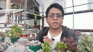 Expensive Succulents That Are Now CHEAPER (New Varieties)