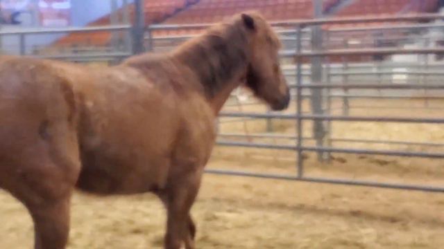 2020 Kentucky Extreme Mustang Makeover | Pickup смотреть онлайн