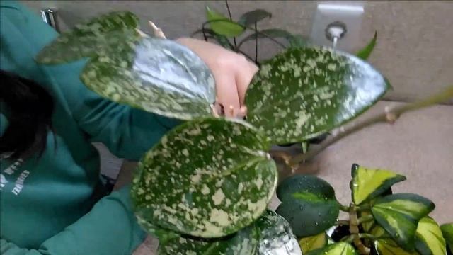 #Мои_комнатные_растения_2021 // #Обзор моих хойечек // #Мои_хойи смотреть онлайн