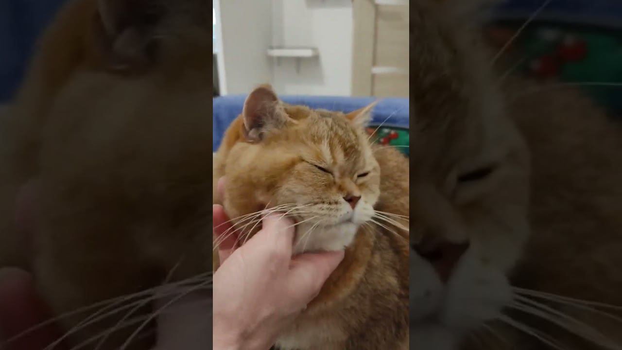 Релакс #funny #cat #безкотаижизньнета #смешныекоты #cute #cutecat #animal #золотаяшиншилла