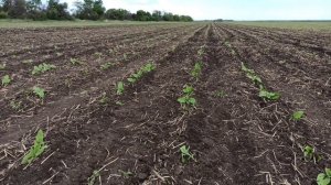 Междурядный культиватор КПК 5.6. Делаем первую прополку.