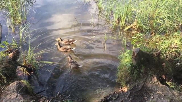 Озеро Светлояр Нижегородская область