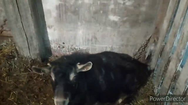 ДОМ В СЕЛЕ. КОЗЫ СБЕЖАЛИ ИЗ ДОМА. ЗАСЕЛИЛ ВСЕХ В САРАЙ. Сарай для коз. Сарай для коров.