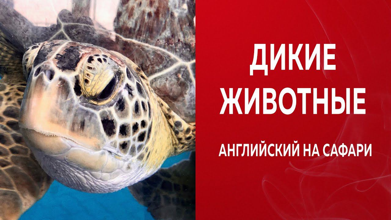 ИЗУЧАЕМ АНГЛИЙСКИЙ САМОСТОЯТЕЛЬНО С НУЛЯ/Уроки На Сафари  по-английски ч.4/Wild animals