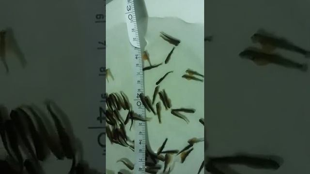 Личинка Форели смотреть онлайн