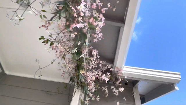 Evergreen 🌲 pink clematis flowers 🌸 смотреть онлайн