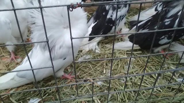 Голуби Якобины. | Декоративные породы голубей