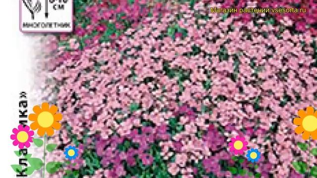 Аубриета обыкновенная. Краткий обзор, описание характеристик, где купить семена aubrieta смотреть онлайн