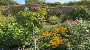 Розы в саду 2024. Обзор питомника Дэвида Остина осенью. Обзор роз. Дэвид Остин. Розы Дэвида Остина.