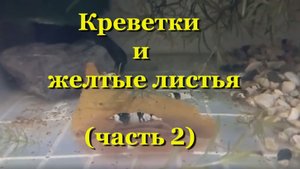 Часть 2. Креветки: какие желтые листья любят и лучше едят - мой тест