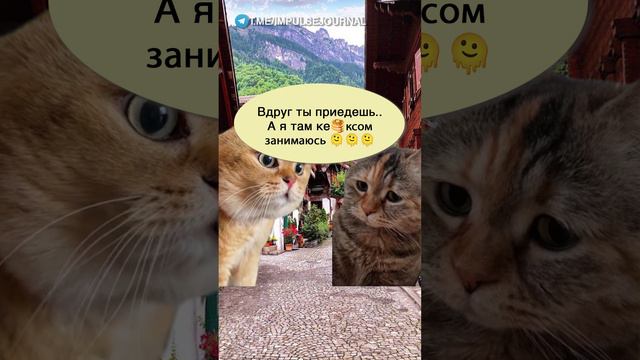 Ключи от рая #мыкотики #вмем #разговор #анекдот #шутки #кот #юмор #смешное #прикольно #мемы #cat