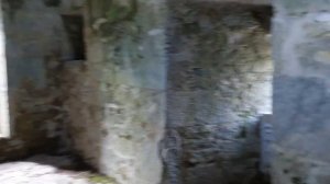 500 years old tree inside Muckross Abbey Ireland./Muckross Abbey #ireland #ruins #travel