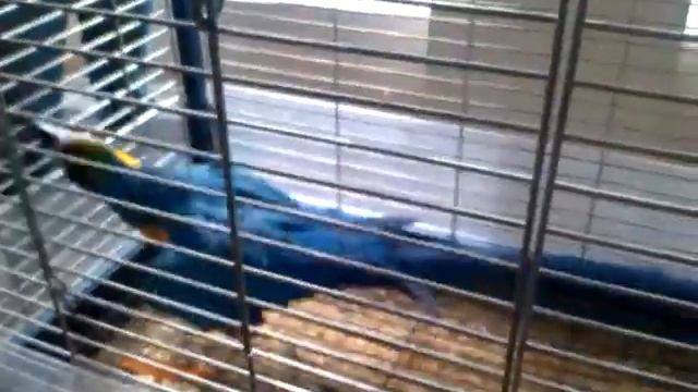 Сине-желтый ара танцует смотреть онлайн