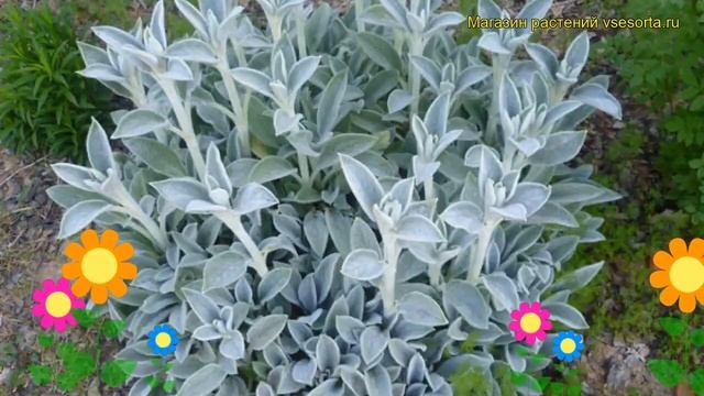 Чистец шерстистый. Краткий обзор, описание характеристик, где купить саженцы stachys lanatа смотреть онлайн