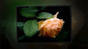 Розы .  Роза чайная