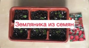 Земляника из семян🍓это возможно?