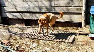 Собака сидит на цепи и скучает. The dog is chained up and bored.