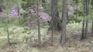 Охота на медведя на Байкале. Часть 2.