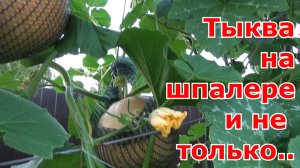 Тыква. Выращивание тыквы на шпалере и на компостной куче - что лучше. Вертикальные опоры для тыквы.