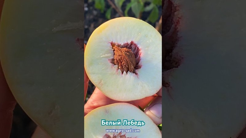 Белый Лебедь -  отличный вкусный отечественный персик на Кубани