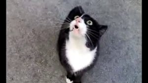кот говорящий