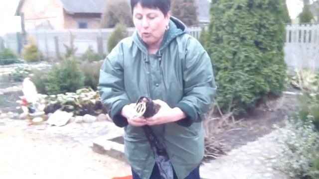 Посадка сортовых роз. Парковые смотреть онлайн