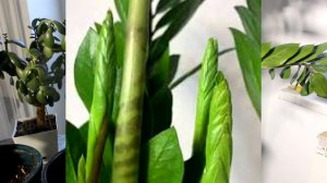 Поливаю этим удобрением. Как стимулировать быстрый рост Замиокулькаса  кактуса и  сккулентов.