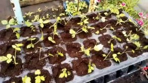 НИ КАКИХ ТАЙН!!! Полная технология выгонки малины из маточного корня.