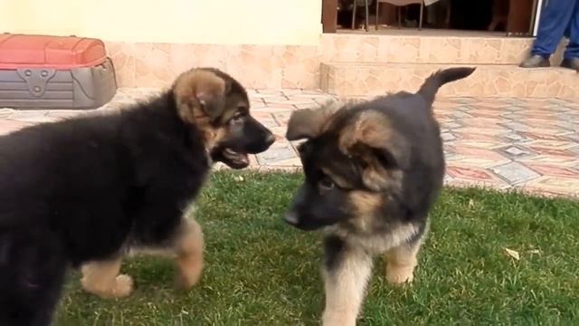 ЩЕНКИ Немецкой Овчарки 2 месяца. Одесса. смотреть онлайн