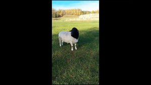 Бараны породы дорпер на продажу #дорпер #dorper #dorpersheep