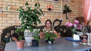 КЛЕРОДЕНДРУМ ТОМПСОНА РЕЗУЛЬТАТ ОБРЕЗКИ И УКОРЕНЕНИЯ 4К