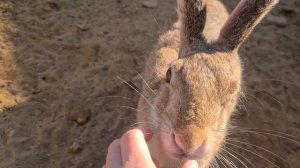 Джасти не отпускает на работу, а Мазая подставил сурок