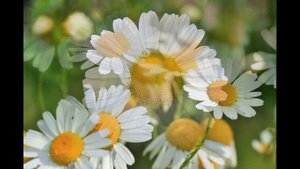 ПОЛЬЗА РОМАШКИ