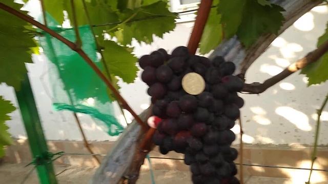 Кишмиш Юпитер США смотреть онлайн