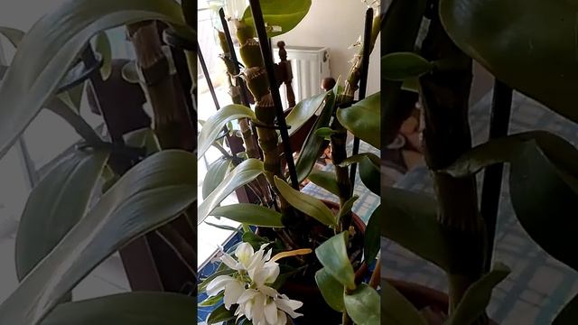Дендробиум Нобиле.Все о самых" легких" орхидеях. смотреть онлайн